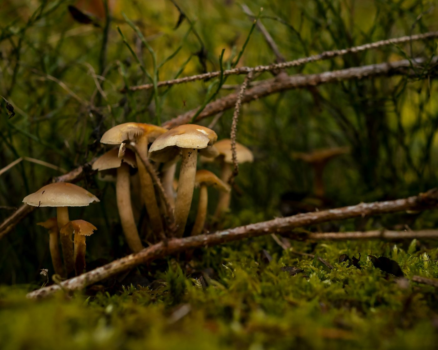 Gourmet mushrooms