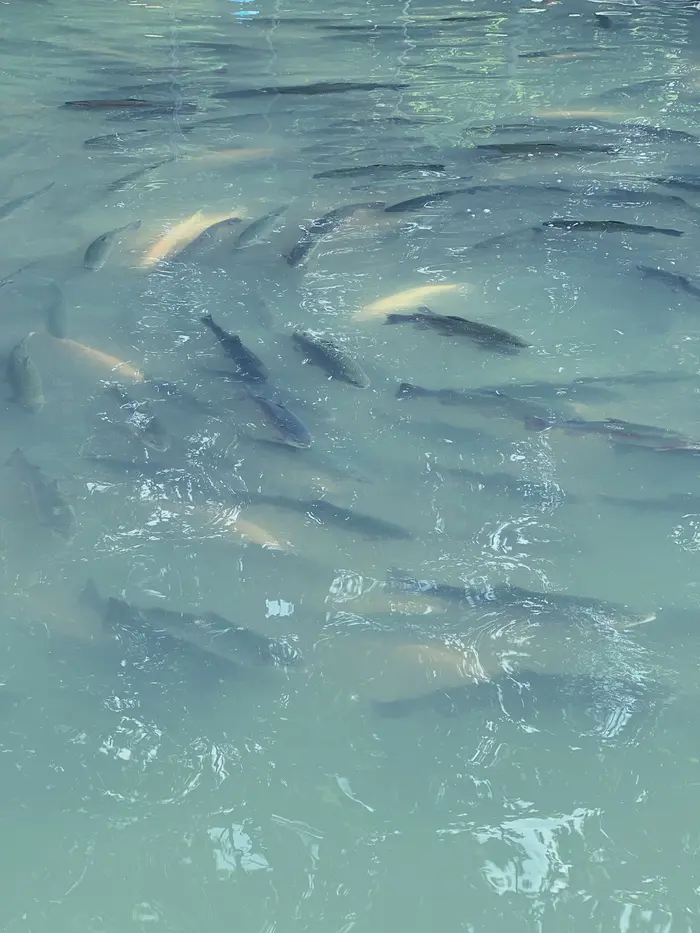 Fish in clear, moving water